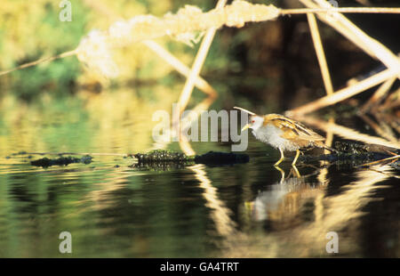 Little Crake (Porzana Parva) erwachsenen männlichen Tsiknias Fluss Skala Kalloni Lesbos Griechenland Stockfoto