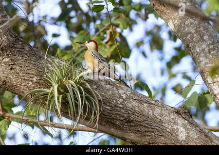 Westindischen Specht (Melanerpes Superciliaris) im Baum in der Nähe von Hacienda La Belen, eine Ranch und Bird Reserve in der Nähe von Camagüey, Kuba Stockfoto