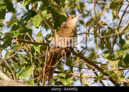 Große Eidechse-Kuckuck (Coccyzus Merlini) thront auf einem Ast in der Nähe von Hacienda La Belen, einer bewirtschafteten Ranch und Vogelbeobachtung Bereich, Kuba Stockfoto