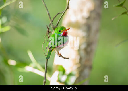 Kubanische Tody (Todus multicolor), die endemisch in Kuba ist, thront auf einem Ast im Bereich Cayo Coco. Stockfoto