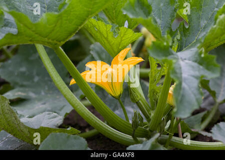Cucurbita Pepo Pflanzen und Blumen wachsen im Freien im Gemüsegarten. Stockfoto