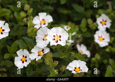 Cistus Ladanifer. Gum Zistrosen Blumen. Stockfoto