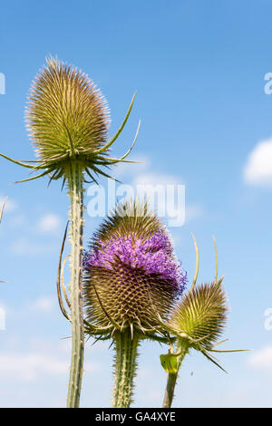 Gemeinsame Karde ist Dipsacus fullonum Stockfoto