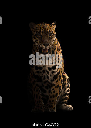 Jaguar (Panthera Onca) in der Dunkelheit mit spotlight Stockfoto