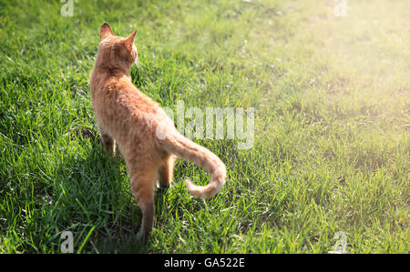 süße rote Katze auf dem grünen Rasen Stockfoto