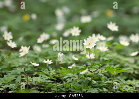 weiße Anemonen wächst im Frühlingswald Stockfoto