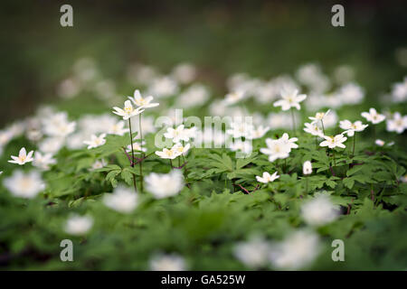 weiße Anemonen wächst im Frühlingswald Stockfoto