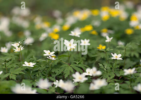 weiße Anemonen wächst im Frühlingswald Stockfoto