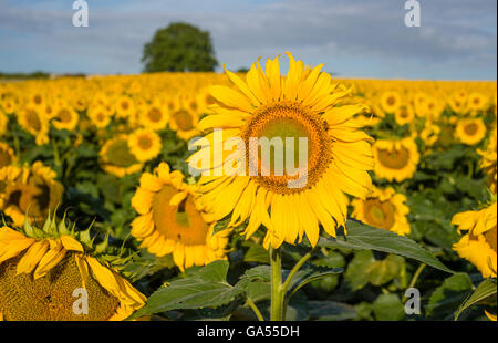 Sonnig, pulsierende Feld von Sonnenblumen in Chinon, Frankreich (Loire-Tal) im Sommer morgens fotografiert. Stockfoto