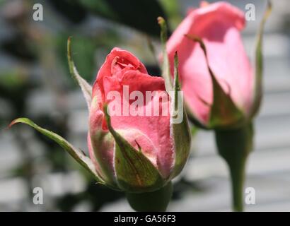 weiche rosa rose Knospe in meiner Mutter Garten Stockfoto