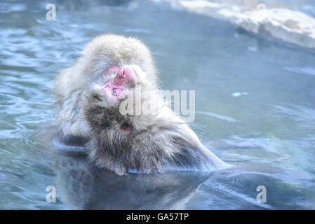 Japanischen Makaken, Baden in heißen Quellen in Nagano Stockfoto