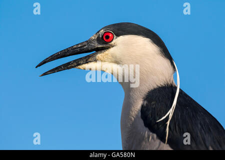 Schwarz-gekrönter Nachtreiher (Nycticorax Nycticorax) Porträt, Galveston, Texas, USA Stockfoto