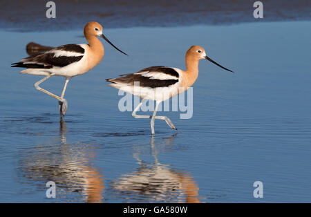 Amerikanische Säbelschnäbler (Recurvirostra Americana) waten in den Gezeiten Sumpf, Galveston, Texas, USA Stockfoto