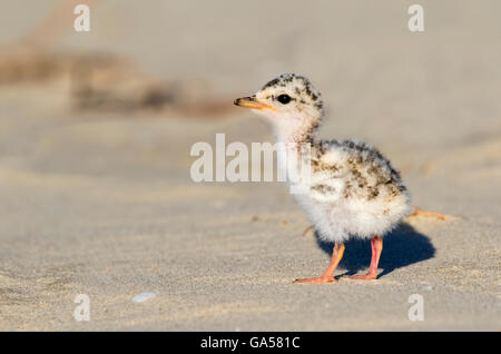 Küken von der geringsten Seeschwalbe (Sternula Antillarum) am Strand Ozeans, Galveston, Texas, USA. Stockfoto