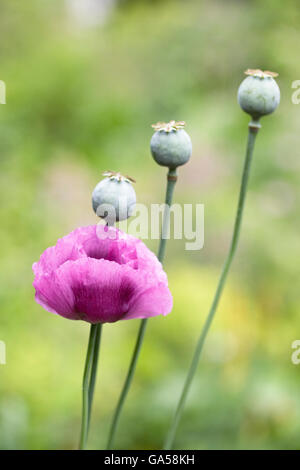 Papaver Somniferum. Piurple Mohn und Seedheads in einem englischen Garten. Stockfoto