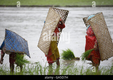 Lalitpur, Nepal. 3. Juli 2016. Nepalesische Bauern tragen einen traditionellen Regenschirm auch bekannt als Ghoom reagieren beim Pflanzen Reis Setzlinge an Reisfeldern auf Monsun-Saison in der Nähe des Dorfes Khokana in Lalitpur, Nepal auf Sonntag, 3. Juli 2016. © Skanda Gautam/ZUMA Draht/Alamy Live-Nachrichten Stockfoto