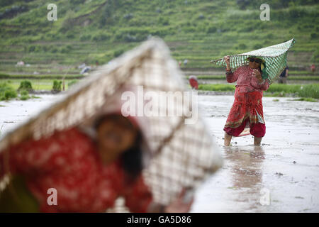 Lalitpur, Nepal. 3. Juli 2016. Nepalesische Bauern reagieren beim Pflanzen Reis Setzlinge in ein Reisfeld auf Monsun-Saison in der Nähe des Dorfes Khokana in Lalitpur, Nepal auf Sonntag, 3. Juli 2016. © Skanda Gautam/ZUMA Draht/Alamy Live-Nachrichten Stockfoto