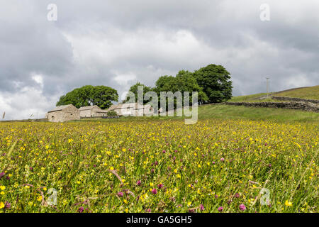 Hannahs Wiesen, Baldersdale, Teesdale, County Durham UK.  Sonntag, 3. Juli 2016. Großbritannien Wetter.  Es wurde einen windigen Tag mit sonnigen Abschnitten und die ungeraden Dusche in den North Pennines.  Diese traditionelle Mähwiesen stehen jetzt in voller Blüte und werden bald für Heu geschnitten werden.  Sie sind benannt nach Hannah Hauxwell TV-Dokumentation "viel zu lange einen Winter".  Sie lebte alleine hier und verwaltete das Land mit traditionellen Anbaumethoden. Die Wiesen werden nun von der Durham Wildlife Trust verwaltet. Bildnachweis: David Forster / Alamy Live News Stockfoto