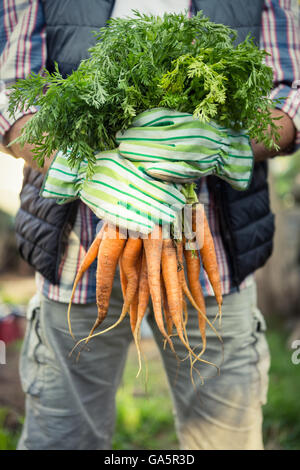 Mittelteil des Arbeitnehmers halten frische Karotten Haufen auf der farm Stockfoto