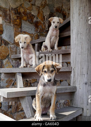 Pappy Hunde posieren und auf der Suche nach lustig auf der Treppe Stockfoto