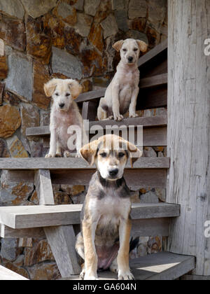 Hunde posieren und auf der Suche nach lustig auf der Treppe Stockfoto