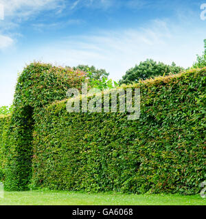 grüne Zaun in einen Park und blauen Sommerhimmel Stockfoto