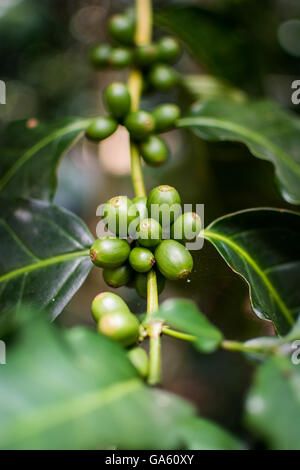 Kaffee Bohnen Stockfoto