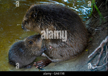 Europäischer Biber und jung, Rosenheim, Bayern, Deutschland, Europa / (Castor Fiber) Stockfoto