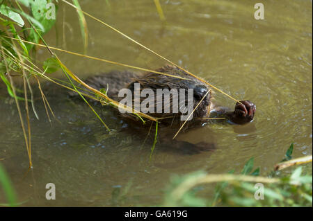 Europäischer Biber, jung, Rosenheim, Bayern, Deutschland, Europa / (Castor Fiber) Stockfoto