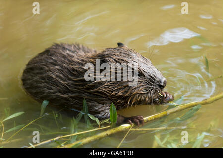 Europäischer Biber, jung, Rosenheim, Bayern, Deutschland, Europa / (Castor Fiber) Stockfoto