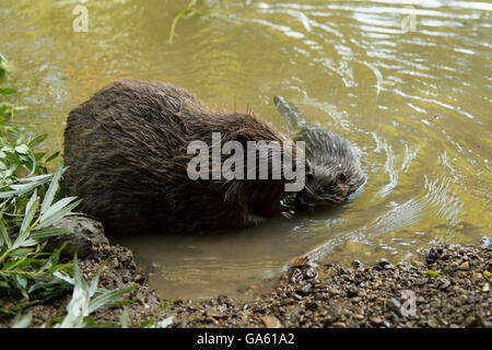 Europäischer Biber mit jungen, Rosenheim, Bayern, Deutschland, Europa / (Castor Fiber) Stockfoto