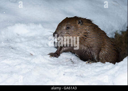 Europäischer Biber, Rosenheim, Bayern, Deutschland, Europa / (Castor Fiber) Stockfoto