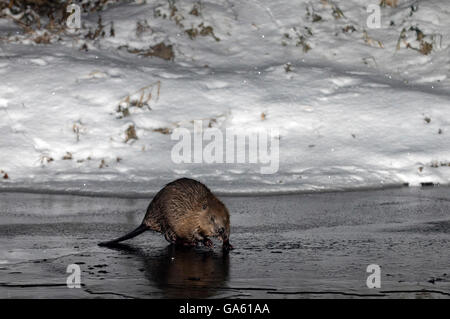 Europäischer Biber, Rosenheim, Bayern, Deutschland, Europa / (Castor Fiber) Stockfoto