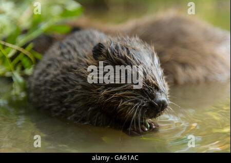 Europäischer Biber, jung, Rosenheim, Bayern, Deutschland, Europa / (Castor Fiber) Stockfoto