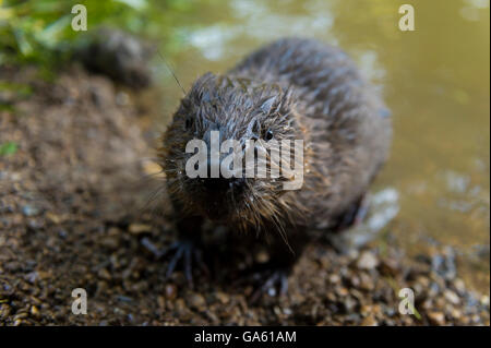 Europäischer Biber, jung, Rosenheim, Bayern, Deutschland, Europa / (Castor Fiber) Stockfoto