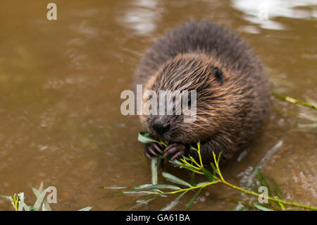 Europäischer Biber, jung, Rosenheim, Bayern, Deutschland, Europa / (Castor Fiber) Stockfoto