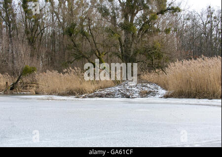 Beaver dam, Rosenheim, Bayern, Deutschland, Europa / (Castor Fiber) Stockfoto
