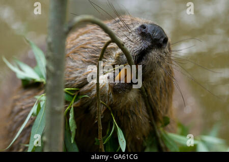 Europäischer Biber, Schneidezähne, Rosenheim, Bayern, Deutschland, Europa / (Castor Fiber) Stockfoto