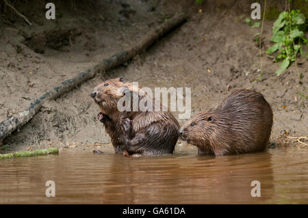 Europäischer Biber, Rosenheim, Bayern, Deutschland, Europa / (Castor Fiber) Stockfoto