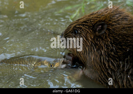 Europäischer Biber und Döbel, Rosenheim, Bayern, Deutschland, Europa / (Castor Fiber), (Squalius Cephalus) Stockfoto