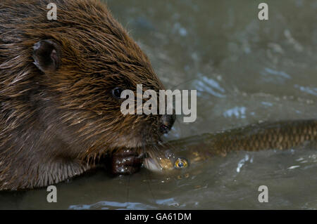 Europäischer Biber und Döbel, Rosenheim, Bayern, Deutschland, Europa / (Castor Fiber), (Squalius Cephalus) Stockfoto