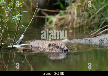 Europäischer Biber, jung, Rosenheim, Bayern, Deutschland, Europa / (Castor Fiber) Stockfoto