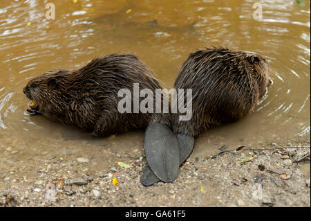 Europäischer Biber, Rosenheim, Bayern, Deutschland, Europa / (Castor Fiber) Stockfoto