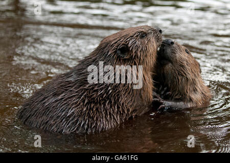 Europäischer Biber, Rosenheim, Bayern, Deutschland, Europa / (Castor Fiber) Stockfoto