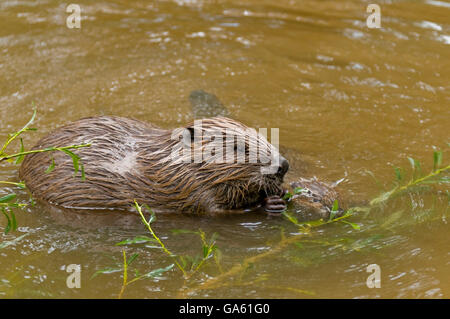 Europäischer Biber mit jungen, Rosenheim, Bayern, Deutschland, Europa / (Castor Fiber) Stockfoto