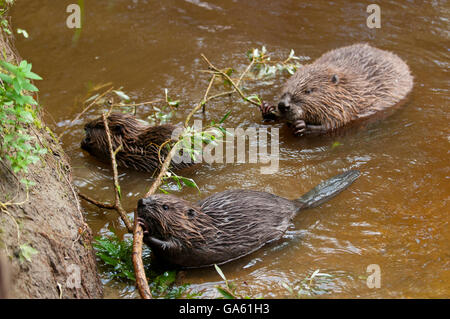 Europäischer Biber und Youngs, Rosenheim, Bayern, Deutschland, Europa / (Castor Fiber) Stockfoto