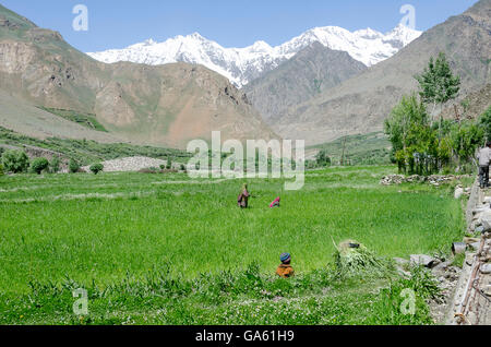 Menschen arbeiten in Bereichen, Suru-Tal, in der Nähe von Kargil, Ladakh, Jammu und Kaschmir, Indien Stockfoto