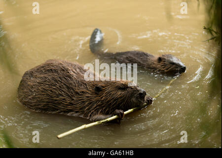 Europäischer Biber mit jungen, Rosenheim, Bayern, Deutschland, Europa / (Castor Fiber) Stockfoto