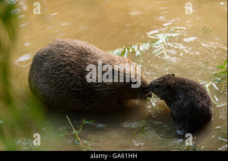 Europäischer Biber mit jungen, Rosenheim, Bayern, Deutschland, Europa / (Castor Fiber) Stockfoto