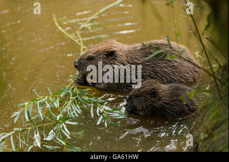 Europäischer Biber mit jungen, Rosenheim, Bayern, Deutschland, Europa / (Castor Fiber) Stockfoto